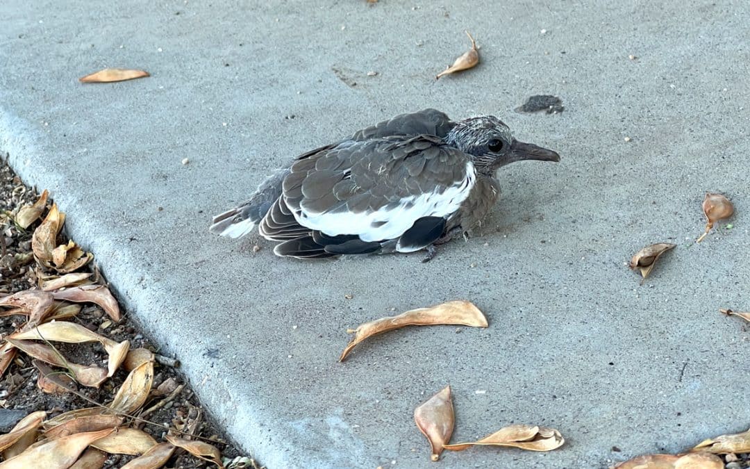 A Bird on the Sidewalk