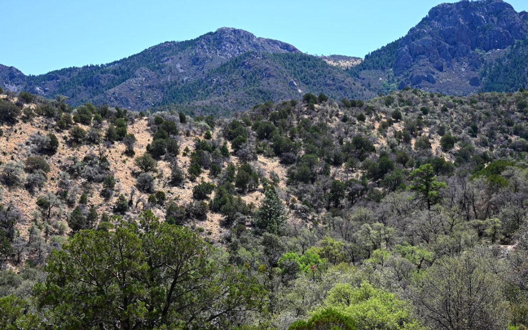 Summer Gifts from Madera Canyon
