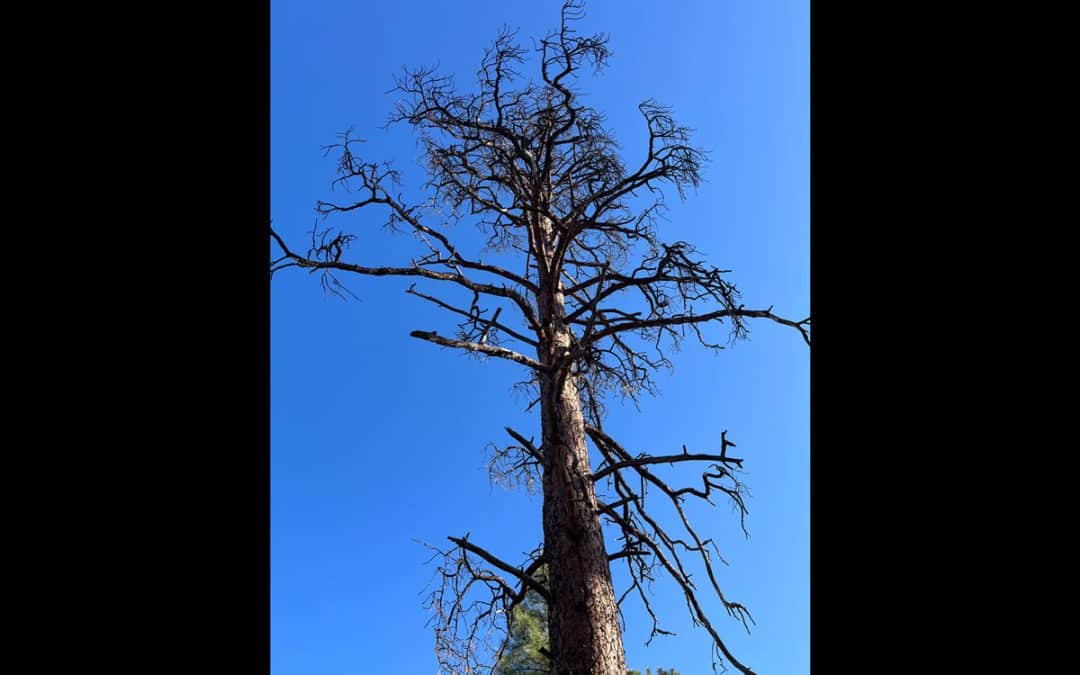 Pondering the Witness of a Monumental Ponderosa Pine