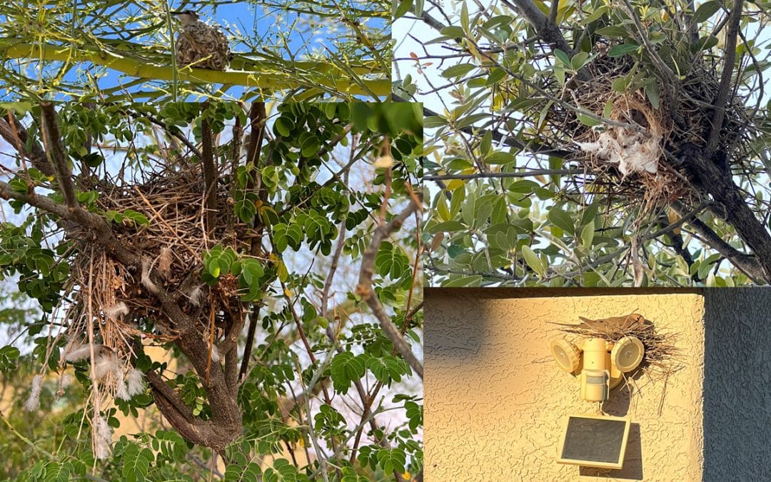 Nesting in Hope for the Future