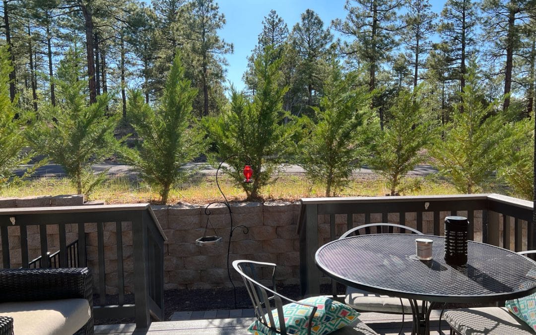 Wind in the Pine Trees
