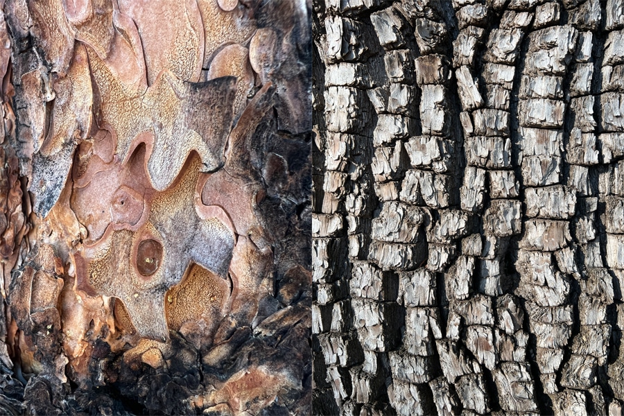 Beautiful Bark and Supple Skin